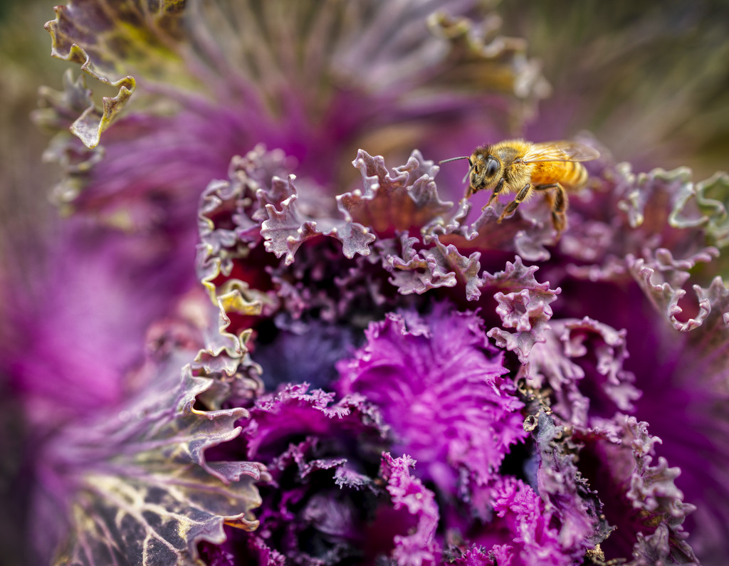 Bee on  Ornamental Cabbage by kvphoto