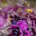 Bee on  Ornamental Cabbage by kvphoto
