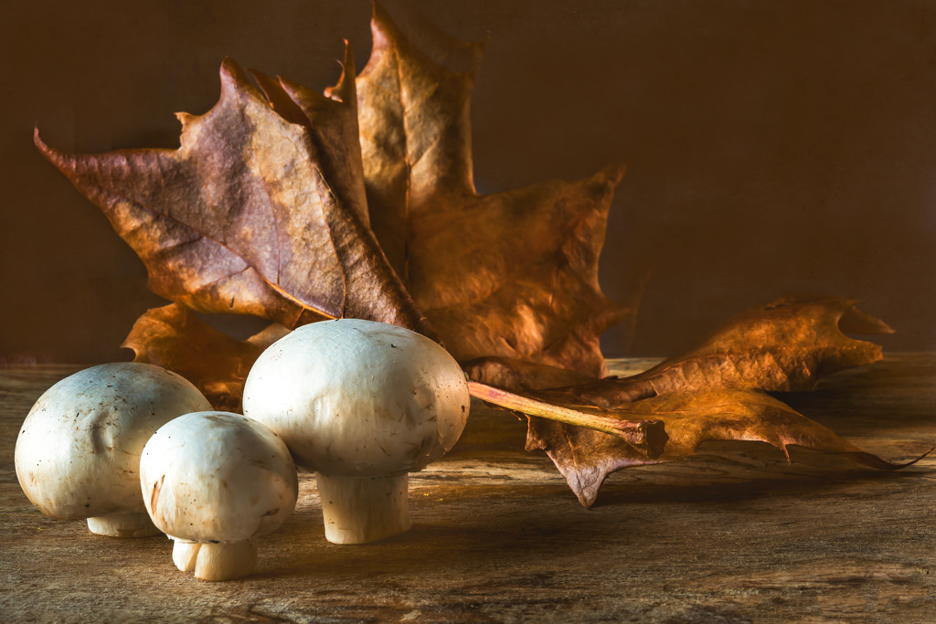 mushrooms with leaf by jernst1779