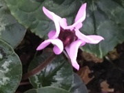 10th Jan 2020 - Cyclamen Flower