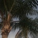 Palms by wilkinscd