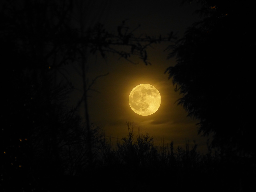 Wolf Moon by janturnbull