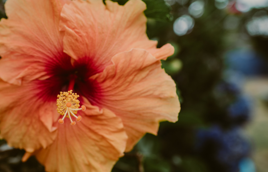Hibiscus by brigette