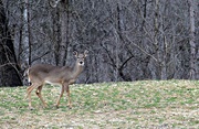 10th Jan 2020 - Doe - A Deer - A Female Deer
