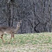 Doe - A Deer - A Female Deer by calm