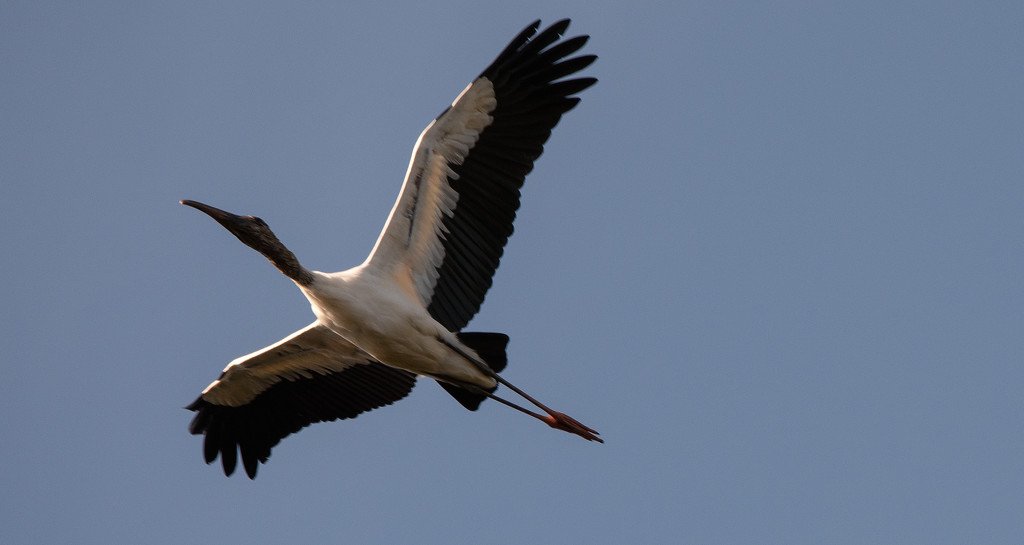 Woodstork Fly-by! by rickster549