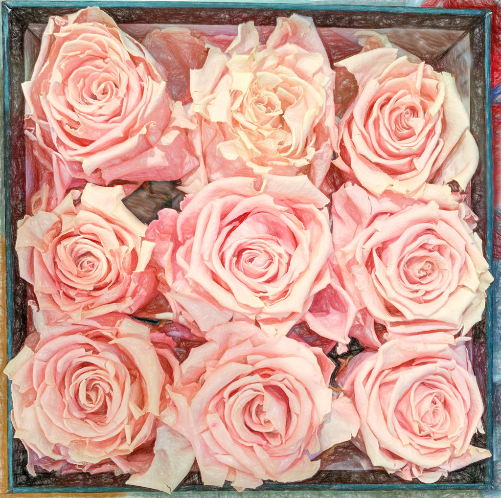 Pink Roses in a Box by sprphotos