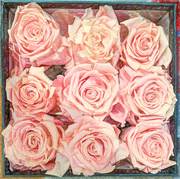 10th Jan 2020 - Pink Roses in a Box