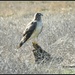 Harrier Hawk on the Down Low... by soylentgreenpics