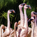 Flamingo Friday '20 02 by stray_shooter