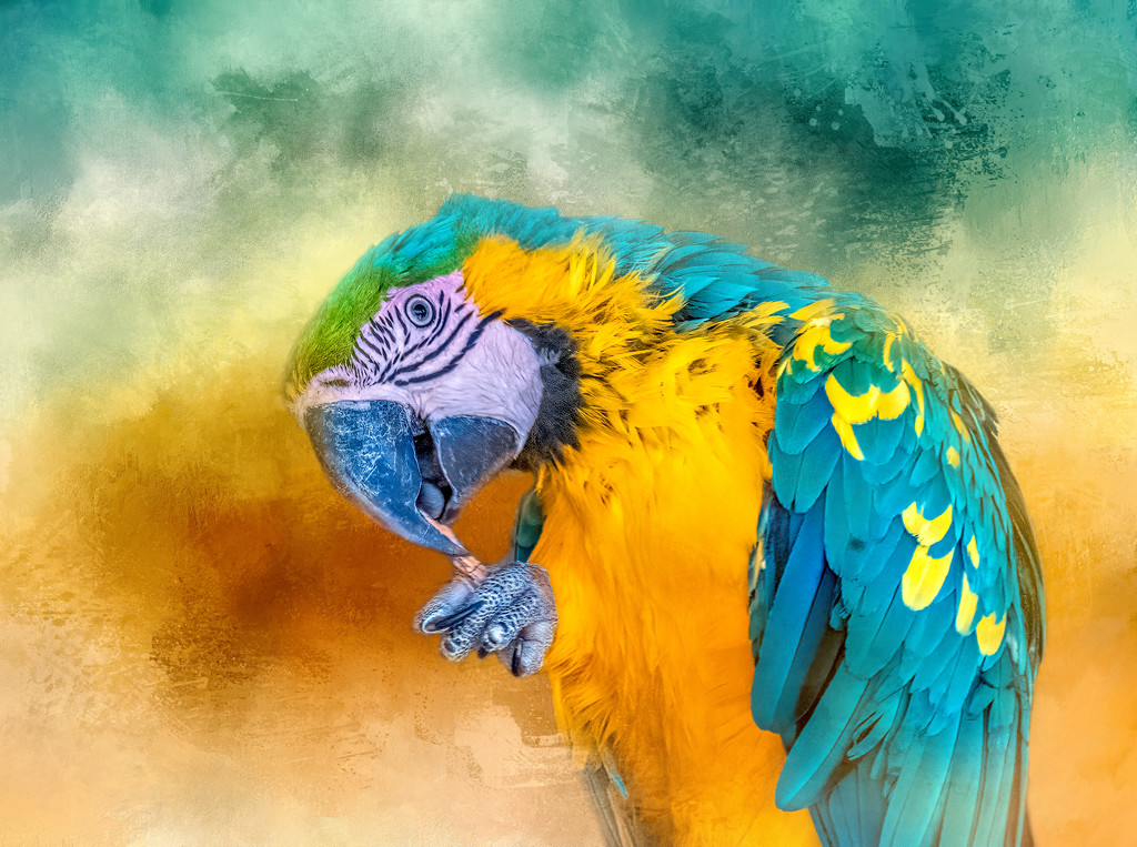 Blue and Gold Macaw  by ludwigsdiana
