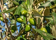 11th Jan 2020 - In our olive grove