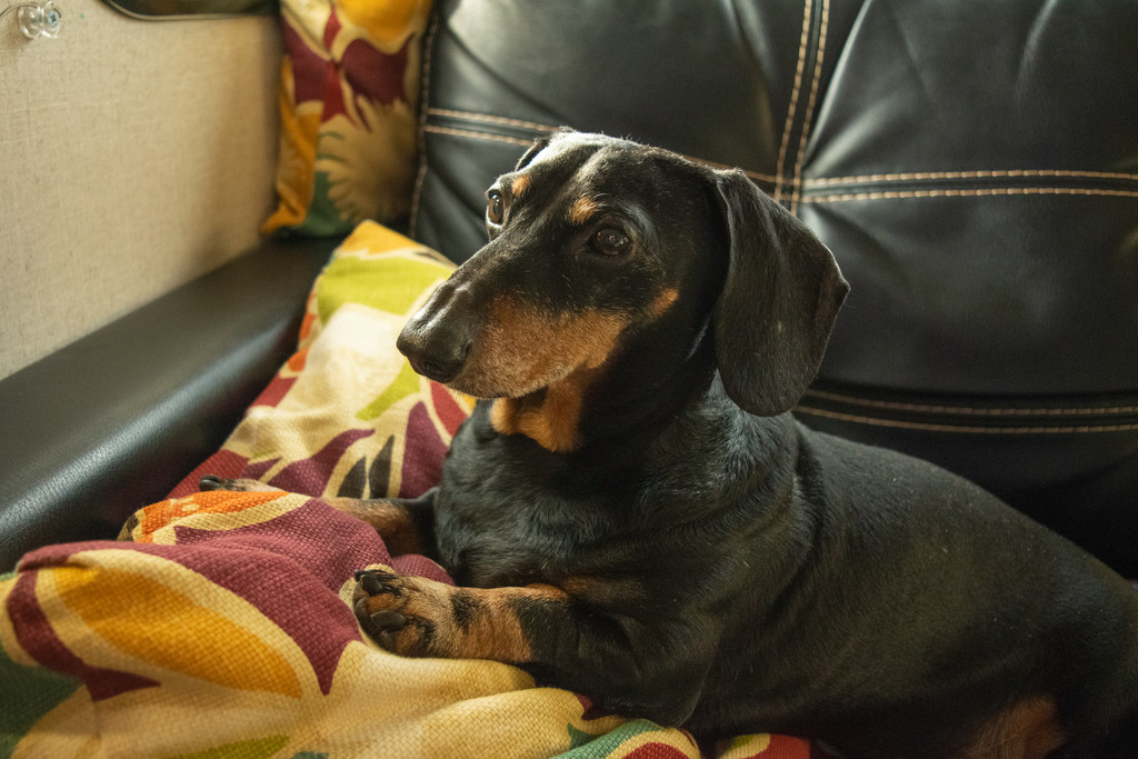 Cosmo the Dachshund  by theredcamera