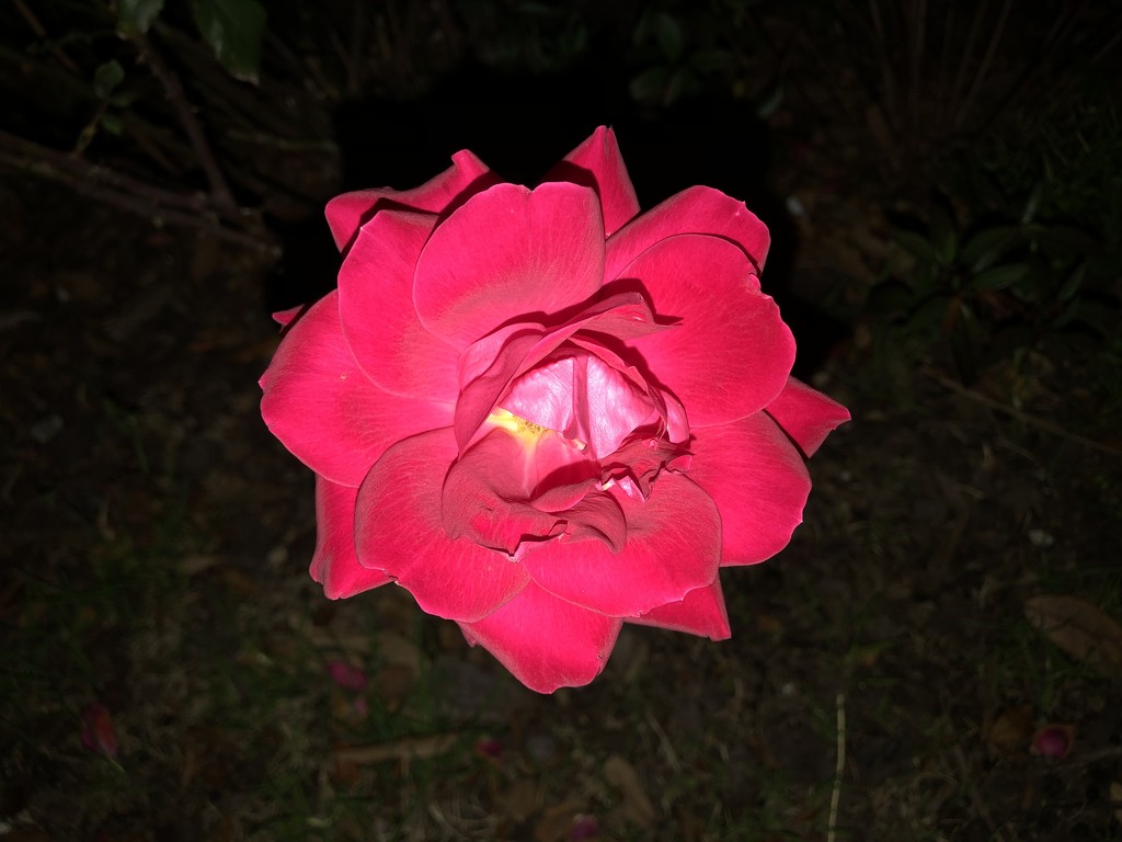 Rose photographed at night.  Roses are still blooming here in the second week of January. by congaree