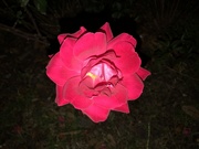 11th Jan 2020 - Rose photographed at night.  Roses are still blooming here in the second week of January.