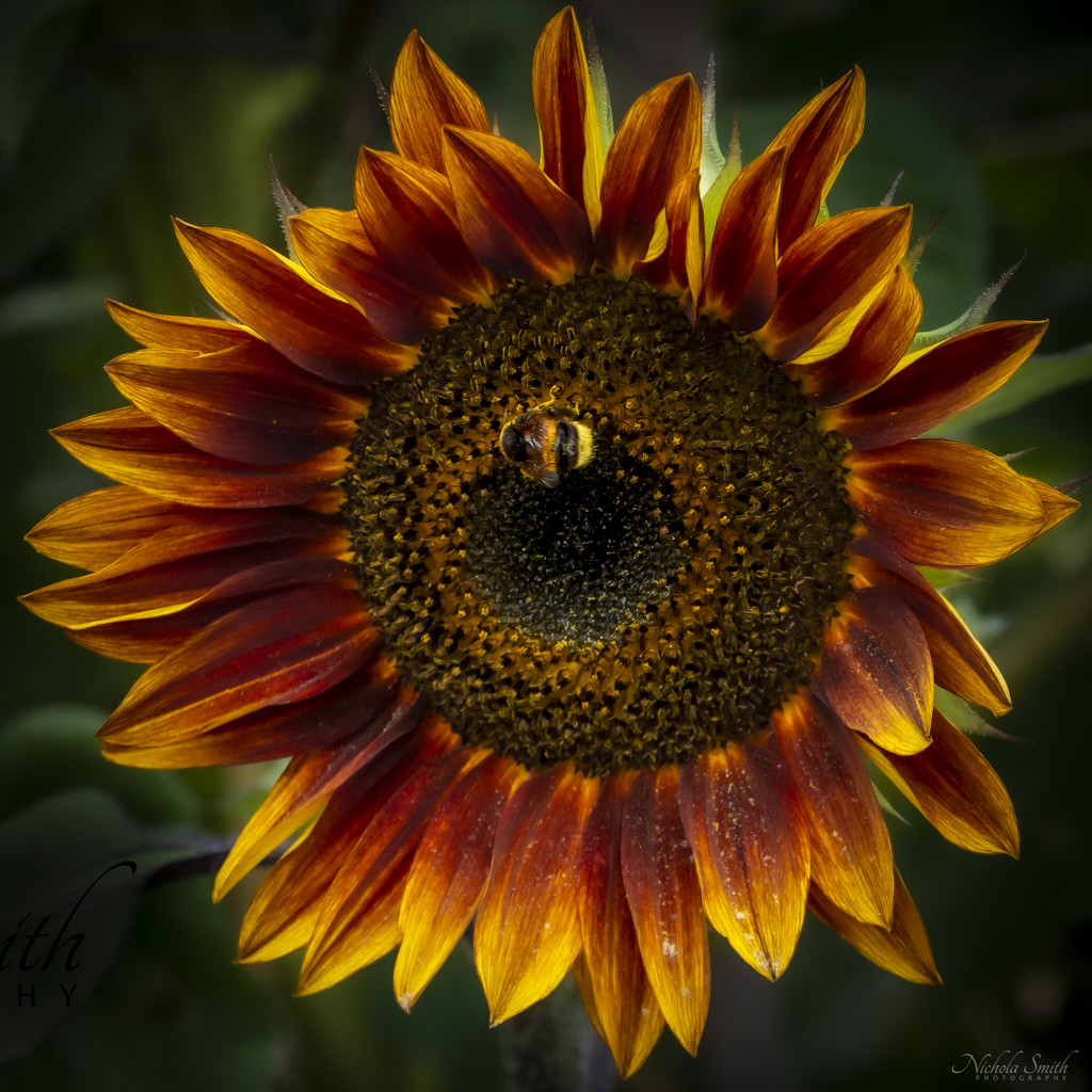 Sunny Flower by nickspicsnz