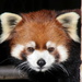 Red Panda Headshot by randy23