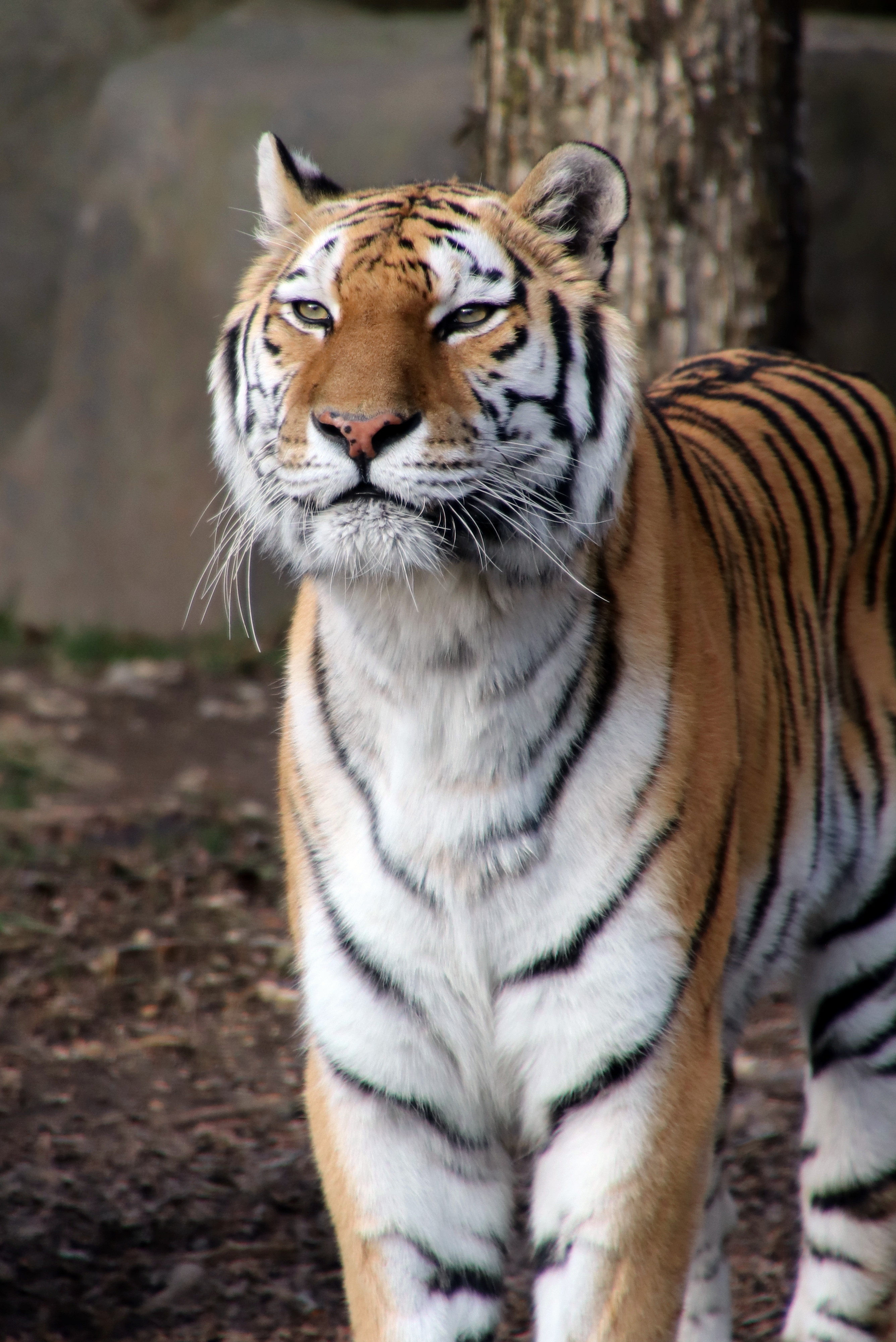 Whirl The Tiger by Randy Lubbering · 365 Project