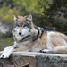 Apache The Mexican Gray Wolf by randy23
