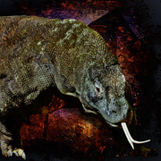 11th Jan 2020 - The Komodo Dragon