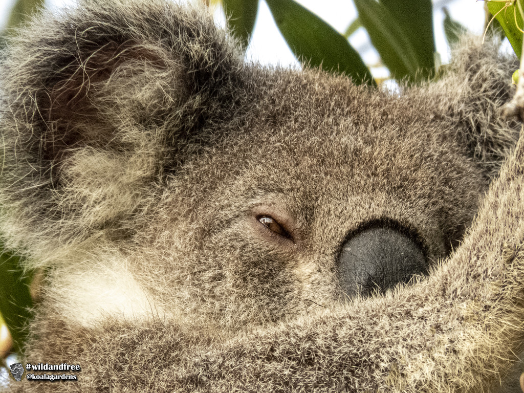 sleepy head by koalagardens