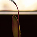 Carnivorous Plant by toinette