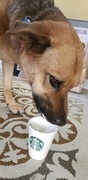 30th Oct 2019 - Puppaccino