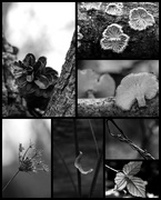 11th Jan 2020 - Nature in Black and White 
