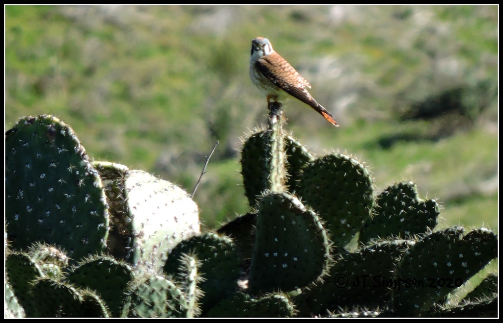 The real meaning of KFC...Kestrel Finds Cactus. by soylentgreenpics