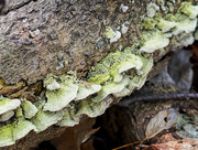 11th Jan 2020 - More finds from the forest floor...