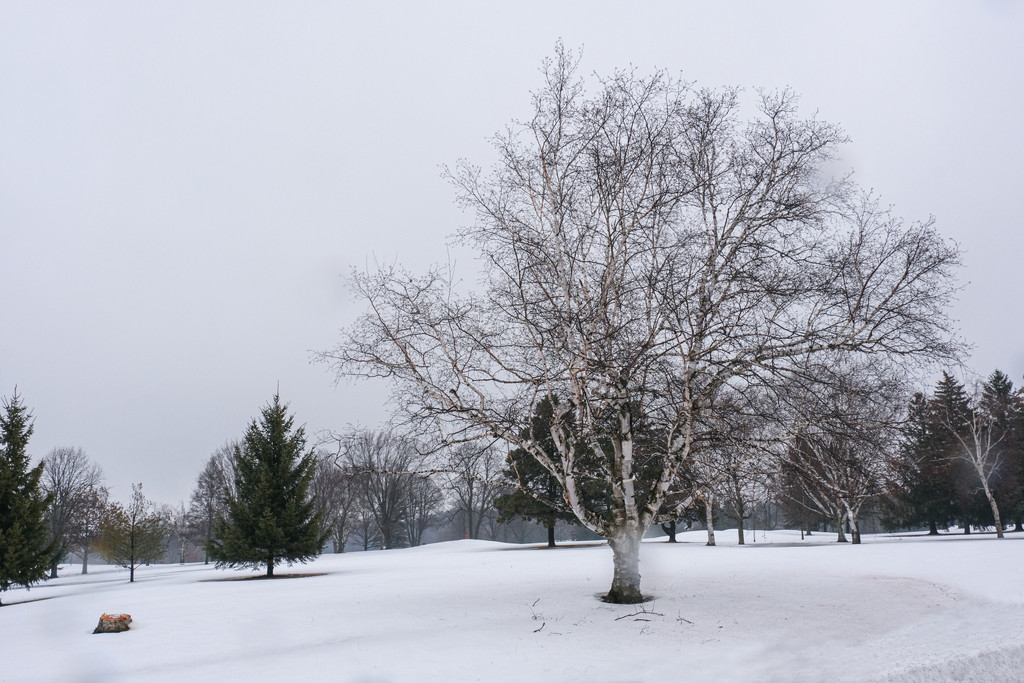 Birch Tree and Winter Fog Scene by sprphotos