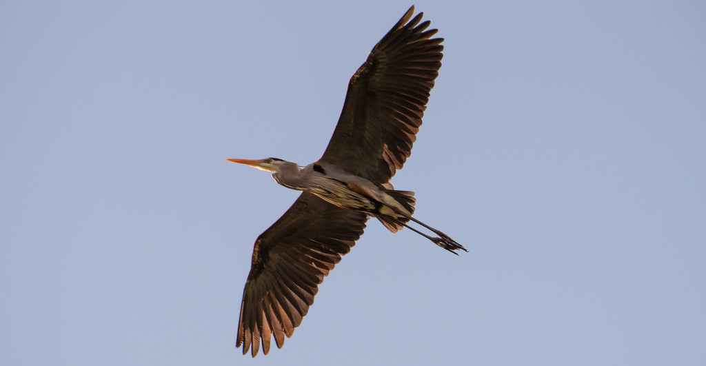 Blue Heron Fly Over! by rickster549