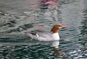 11th Jan 2020 - Diving duck in the Port Orchard Marina