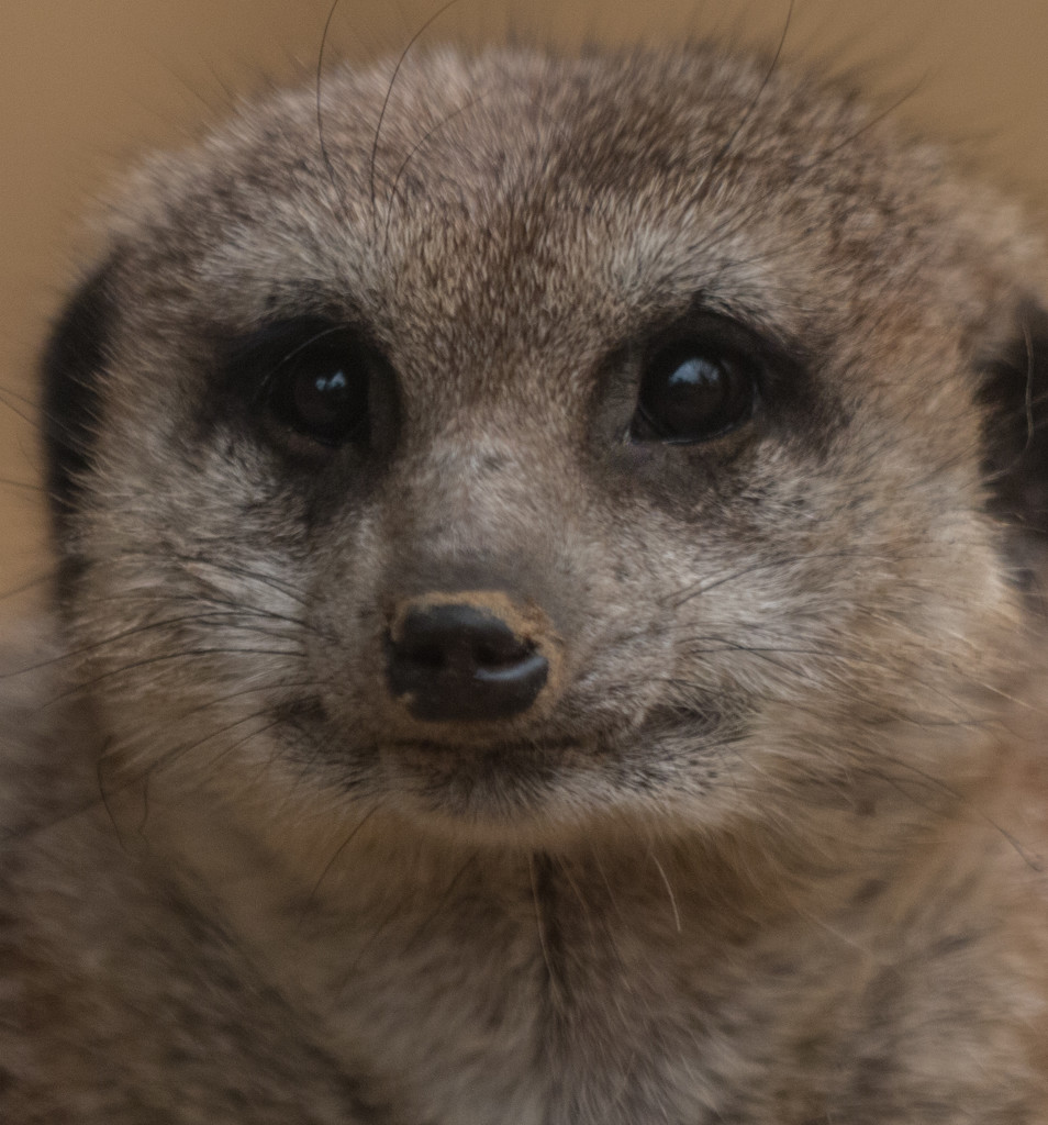 Zoo Animal Faces: Meerkat  by creative_shots