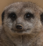 27th Aug 2019 - Zoo Animal Faces: Meerkat 