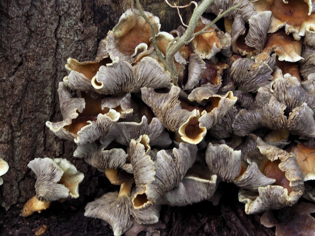 Fungi by thedarkroom