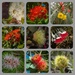 Eucalypti flowers by gosia