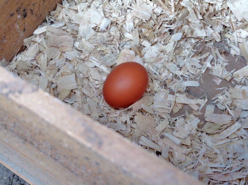 Nice brown egg by lellie