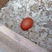 Nice brown egg by lellie