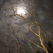 12th Jan 2020 - Crape myrtle and moon in winter