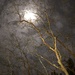 Crape myrtle and moon in winter by congaree