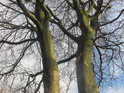 12th Jan 2020 -  Beech tree.