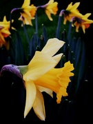 12th Jan 2020 - Daffodils