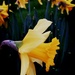 Daffodils by flowerfairyann