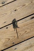 2nd Jan 2020 - Squashed mouse