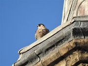 10th Jan 2020 -  Peregrine ..........