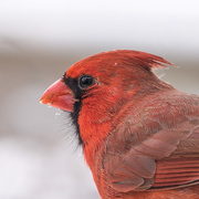 12th Jan 2020 - Northern Cardinal in Profile