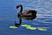 13th Jan 2020 - Black Swan & Reflection ~