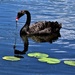 Black Swan & Reflection ~ by happysnaps