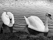 12th Jan 2020 - Beautiful Swans 